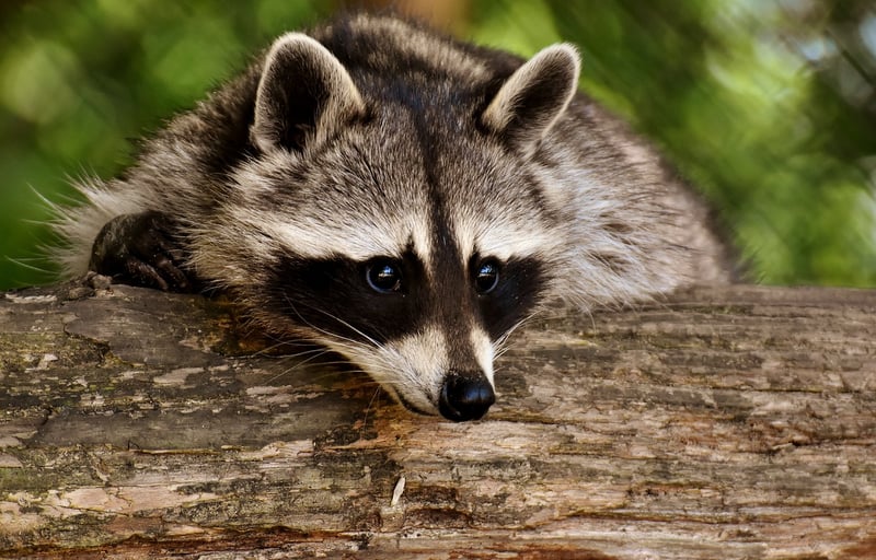 Wildlife Encounter